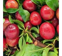 semi prunus cerasifera rari colonnari cespugli di bacche frutteto interno per zone soleggiate giardino resistenti per gli 20semi