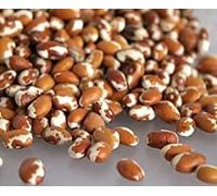 Semi Raquel Bean (Phaseolus Vulgaris), Conosciuto anche come Zuni Shalako Bean (25)