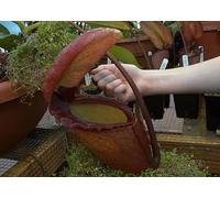 semi rari »Nephentes -giant Nephentes 'Tanaman Rajah' di Indonesia - 5 semi