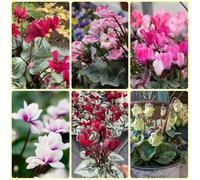 Semi resistenti al ciclamino, autunnali, Ciclamino persico - perenni resistenti per il giardino da balcone 500pcs