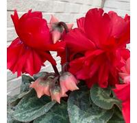 Semi resistenti al ciclamino, per il giardino Ciclamino persico - rustiche per balconi autunnali, resistenti per luoghi soleggiati 50pcs