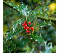 semi resistenti all'inverno medicinali sostenibili balcone montagna perenni 350pcs