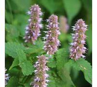 semi resistenti all'inverno per balconi, decorativi di balcone semi biologici a base perenne resistente che copre 50pcs