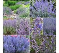 semi resistenti de la ruda azul - perenne perenne resistenti semi silvestri 50pz