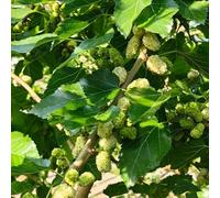 Semi resistenti del gelso,da giardino、Colorate da appartamento,semi di semi di a crescita rapida da balcone 250pcs