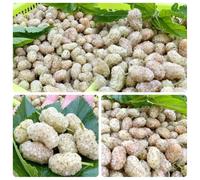 Semi resistenti del gelso,da giardino,da giardino semi di,resistenti per il giardino da frutto,per luoghi soleggiati semi di,350pcs