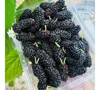 Semi resistenti del gelso,da giardino resistenti da giardino resistenti perenni da giardino 300pcs