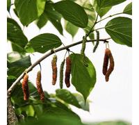 Semi resistenti del gelso,decorazione di giardini esterni da frutto,decorative semi di a crescita rapida da giardino resistenti 300pcs