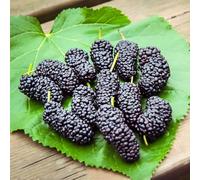 Semi resistenti del gelso,giardino decorativo,facile da piantare semi di a crescita rapida da giardino 100pcs