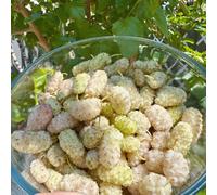 Semi resistenti del gelso,giardino to,regali per gli amanti del giardino semi di,resistenti per il giardino da giardino 100pcs