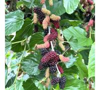 Semi resistenti del gelso,resistenti per il giardino da frutto colonnari,semi di semi di,da esterno perenni resistenti 250pcs