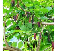 Semi resistenti del gelso,resistenti per il giardino vaso per,da giardino da giardino、Colorate da appartamento 200pcs