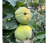 semi resistenti del membrillo, giardino di rocce resistenti, giardino colonnari 150pcs