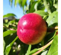 Semi resistenti del pesco、semi di pesca、 Le perenni sono perenni resistenti giardino to, regali per gli amanti del giardino da frutto, per luoghi 6pcs