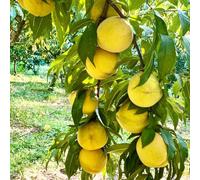 Semi resistenti del pesco、vaso per,albero per giardino Le da giardino sono perenni resistenti vaso per,da giardino Le perenni 5pcs