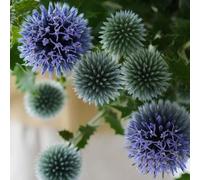 semi resistenti del selvatico del globo, perenne giardino, aiuola da balcone, 15pcs