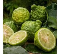 Semi resistenti del tilo, 30pz