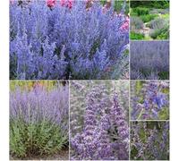 semi resistenti della de ruda blu - semi bonsái giardino interni selvaggi letti elevati per giardino resistenti 35pcs