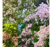 semi resistenti della trombeta, del giardino per gli uomini, semi resistenti del balcone del giardino per, le rocce sono 15pcs