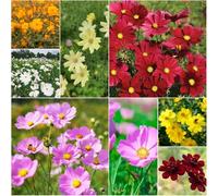 Semi resistenti della vite Cosmos resistenti per il giardino bonsái interni semi giardino all'aperto balcone 650pcs