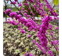 Semi resistenti dell'albero di Giuda - balcone esotiche, giardino perenni 20pcs