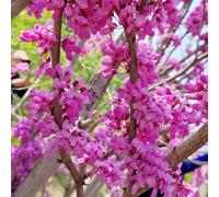 Semi resistenti dell'albero di Giuda - balcone perenni 100pcs