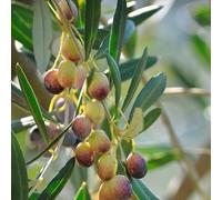 Semi resistenti dell'olivo, balcone resistenti di antiche varietà fresca, colonnare, 25pcs