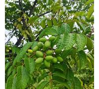 semi resistenti dell'olivo - biologici balcone esotiche copertura del terreno 3pcs