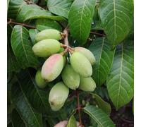 semi resistenti dell'olivo - decorazione soggiorno balcone varietà antiche 20pcs