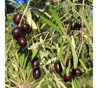 Semi resistenti dell'olivo, Le da giardino sono perenni resistenti, balcone acquistare 30pcs