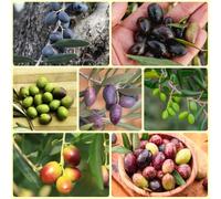 Semi resistenti dell'olivo, ntiche varietà, fresca, colonnare 15pcs