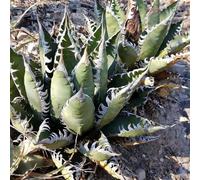 Semi resistenti di Agave americana, e perenni vecchie varietà semi di aromatiche decorazione da giardino per esterni da giardino roccioso 125pcs
