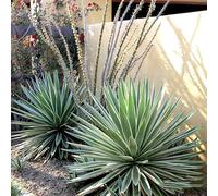 Semi resistenti di Agave americana, rare semi di aromatiche giardino giardino aromatiche resistenti per il da roccioso da balcone verdi perenni e perenni 180pcs