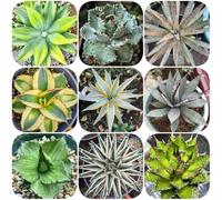 Semi resistenti di Agave americana, resistenti per il giardino semi per aiuole rialzate di selvatiche verdi prodotti sostenibili da balcone regali giardinieri 100pcs