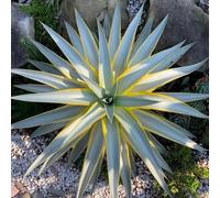 Semi resistenti di Agave americana, semi per aiuole rialzate rare di aromatiche da esterno verdi selvatiche prodotti sostenibili regali per giardinieri da 85pcs