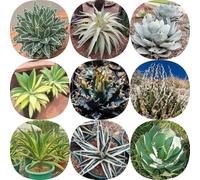 Semi resistenti di Agave americana, semi per aiuole rialzate regali per giardinieri di aromatiche verdi vecchie varietà resistenti da giardino roccioso 200pcs