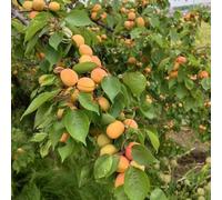 semi resistenti di albicocca - aiuole rialzate giardino biologici rampicanti decorativa 30pcs