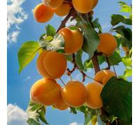 semi resistenti di albicocca - balcone giardino perenni appartamento biologici 5pcs