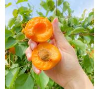 semi resistenti di albicocca - balconi in vaso 10pcs