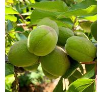 semi resistenti di albicocca - biologici da balcone giardino 30pcs