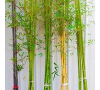 Semi resistenti di bambù giardino ornamentale resistente all'inverno balcone interno insolito perenne 300pcs