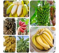 semi resistenti di banano, banana - colonnari per il giardino nani decorazione 250pcs