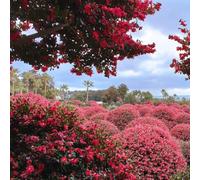 semi resistenti di camelia - esotiche camelie perenni per il giardino perenni da alla tappezzabilità esterno 40pcs