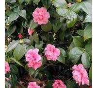 semi resistenti di camelia le sono resistenti per l'esterno, semi di tetto verde camelie giardino, decorativi 120pcs