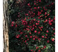 semi resistenti di camelia - perenni per il giardino camelie alla tappezzabilità 30pcs