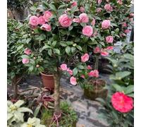 semi resistenti di camelia semi di prato Le sono resistenti per il giardino per l'esterno, in 150pcs