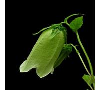 semi resistenti di campanilla - erbacee semi selvatici giardino balcone perenni resistenti, 200pz