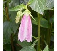 semi resistenti di campanilla - semi giardino balcone perenne resistenti silvestre tetti verdi 500pcs