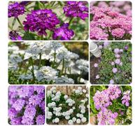 Semi resistenti di Candytuft, all'esterno Ciuffo caramellato sempreverde, Iberis amara, per luoghi soleggiati resistenti per il giardino di varietà 50pcs