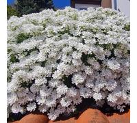 Semi resistenti di Candytuft, balcone Ciuffo caramellato sempreverde, Iberis amara, giardino resistenti, campo esotici 500pcs